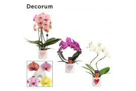 Phalaenopsis mix Phalaenopsis vormen mix 2 tak in Fien (Party Love-col