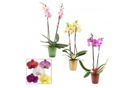 Phalaenopsis mix 2 tak, 14+ bloem - Mariah keramiek + kerstbal