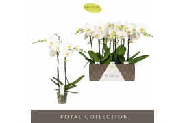 Phalaenopsis maistro verdi 2 tak