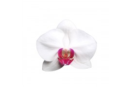 Phalaenopsis wit red lips 3 tak - 22+ bloemen