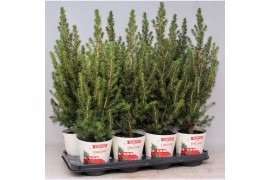 Picea glauca conica in smartcup christmas