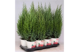 Juniperus chinensis stricta in smartcup christmas