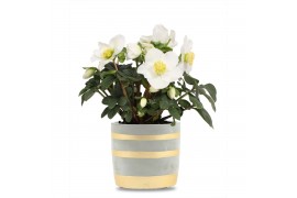 Helleborus niger christmas carol in betonpot gouden strepen