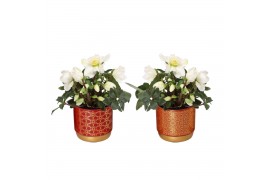 Helleborus niger christmas carol in symmetry pot rood luxe keramiek