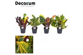 Codiaeum variegatum kopstek mix decorum