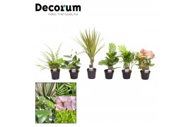 Kamerplanten mix Keen on Green mix Florida decorum