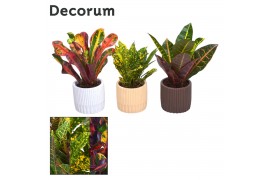 Codiaeum variegatum mix decorum in pot lou nature love