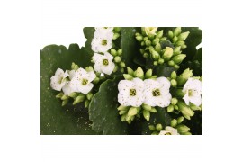 Kalanchoe asteria white Kalanchoe favorita white christmas + Glitter