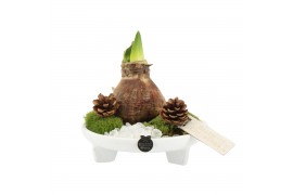 Arrangementen kamerplanten 61677: X-mas