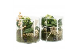 Arrangementen kamerplanten 61669: X-mas