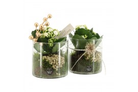 Arrangementen kamerplanten 61663: X-mas