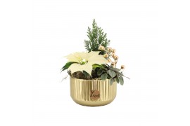 Arrangementen kamerplanten 61654: X-mas