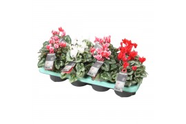 Cyclamen metis decora Christmas mix Decorum