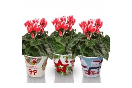 Cyclamen pers. metis fantasia artic red kleinbloemig in smartcup chris