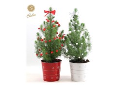 Pinus pinea silver crest P17 in Zinc X-mas Duo + Deco Sensation + Bow