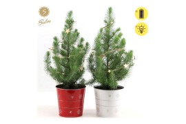 Pinus pinea silver crest P17 in Zinc X-mas Duo + Starlight