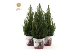 Picea glauca december P19 in Zinc Santa