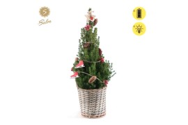 Picea glauca december P19 in Basket + Winterlight-Skate + Star on Loop