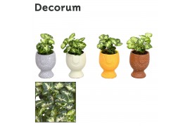 Syngonium pixie decorum in facepot pepijn yellow