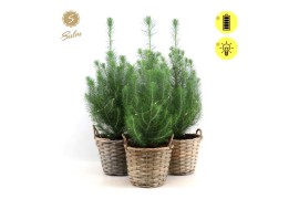 Pinus pinea silver crest P15 in Basket + Lights