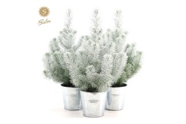 Pinus pinea silver crest P15 in Zinc Old-Look + Snow