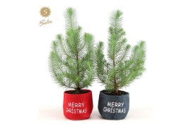 Pinus pinea silver crest in Bag X-mas Duo