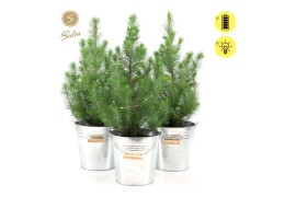 Pinus pinea silver crest P17 in Zinc Old-Look + Lights