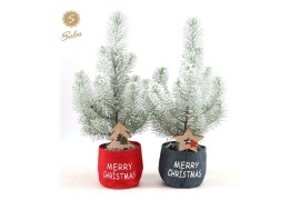 Pinus pinea silver crest in Bag X-mas Duo + Snow + Deco - Tree/Star