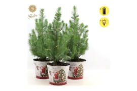 Pinus pinea silver crest P17 in Zinc Santa + Lights