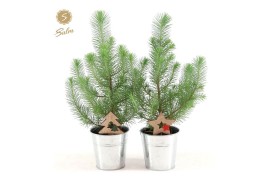 Pinus pinea silver crest P10,5 in Zinc Old-Look + Deco - Tree/Star