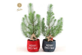 Pinus pinea silver crest in Bag X-mas Duo + Deco - Tree/Star