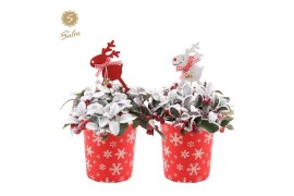 Gaultheria procumbens big berry in Cup X-mas Deco + Reindeer + Snow