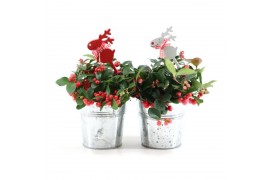 Gaultheria procumbens big berry in Zinc Old-Look + Reindeer