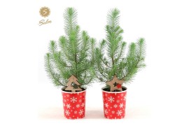 Pinus pinea silver crest in Cup X-mas Deco + Deco - Tree/Star