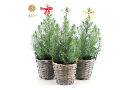 Pinus pinea silver crest P15 in Basket + Bow Mix