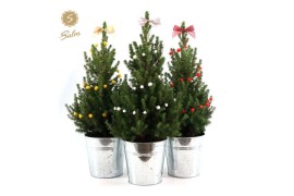 Picea glauca december P19 in Zinc Old-Look + Deco Sensation Mix + Bow 