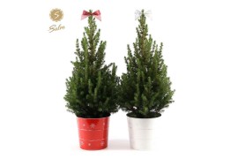 Picea glauca december P19 in Zinc X-mas Duo + Bow