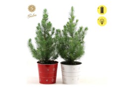 Pinus pinea silver crest P17 in Zinc X-mas Duo + Lights