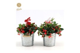 Gaultheria procumbens big berry in Zinc Old-Look + Reindeer