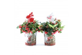 Gaultheria procumbens big berry in Zinc Santa + Reindeer