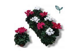 Cyclamen pers. super serie compact roze / wit mix