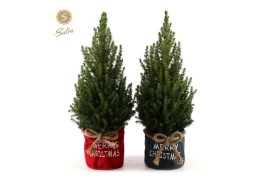 Picea glauca december P19 in Bag X-mas Duo