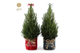 Picea glauca december P19 in Bag X-mas Duo + Bow