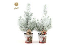 Pinus pinea silver crest P10,5 in Zinc Santa + Snow + Deco - Tree/Star