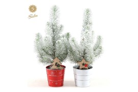 Pinus pinea silver crest in Zinc X-mas Duo + Snow + Deco - Tree/Star