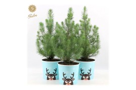 Pinus pinea silver crest P17 in Cup X-mas Reindeer Light-Blue