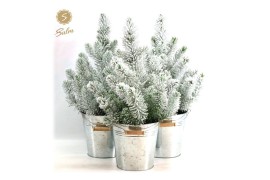 Pinus pinea silver crest P17 in Zinc Old-Look + Snow