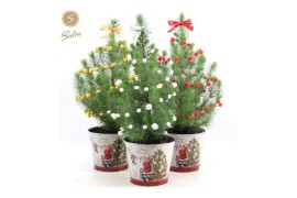 Pinus pinea silver crest P17 in Zinc Santa + Deco Sensation Mix + Bow 