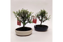 Cotoneaster bonsai oval