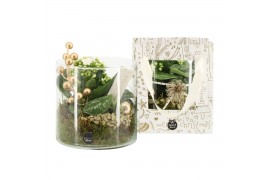 Arrangementen kamerplanten 61726: X-mas